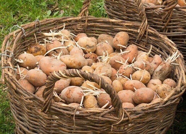 Comment faire germer vos pommes de terre