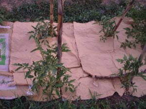 Paillage avec sacs de blé