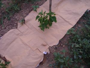 Paillage poivron avec sacs de blé