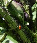 Coccinelle, auxiliaire du jardinier (ou le contraire...) Les coccinelles, auxiliaires au jardin