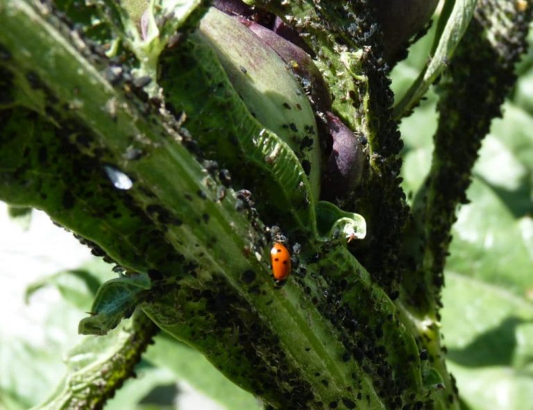 Les coccinelles, auxiliaires au jardin