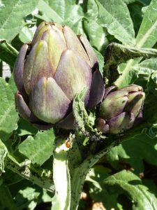 Coccinelle se chargeant d'une colonie de pucerons