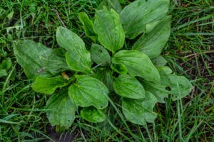 Pour qu'une plante bio-indicatrice soit significative, elle doit prédominé.