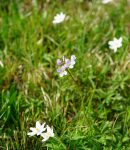 Plantes bio-indicatrices : comprendre la santé de votre sol, naturellement Plantes bio-indicatrices au jardin bio
