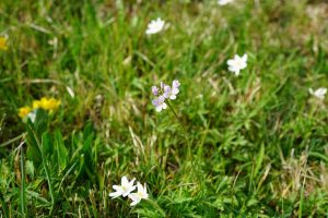 Biodiversité au jardin en permaculture