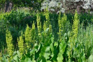 Rumex dominant indique une saturation en matières organiques