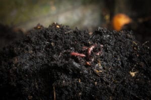 Compost