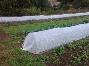 Cultiver des légumes toute l'année - Protections hivernales