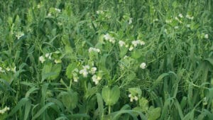engrais verts (pois, avoine)