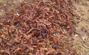 feuilles mortes compost