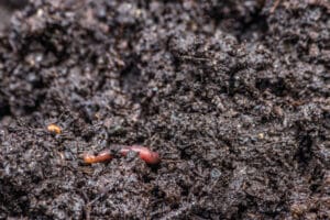 Terre riche en humus