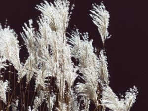 Floraison du miscanthus