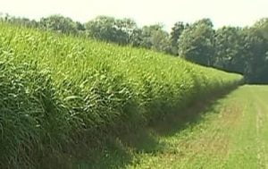 haie de miscanthus