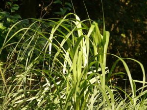 miscanthus permaculture