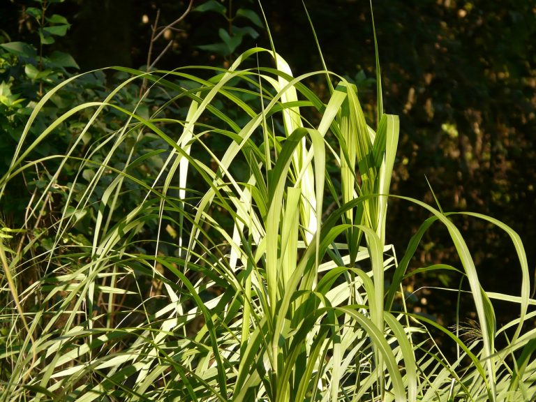 miscanthus permaculture