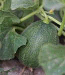 La culture du melon : semis, plantations, entretien, récoltes Melons culture
