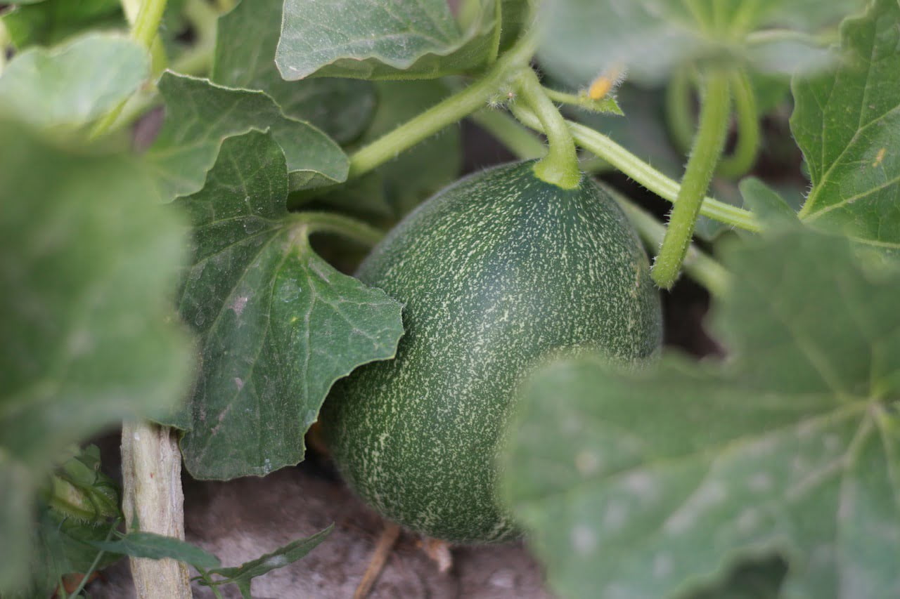 Balcon Terrasse Jardin d'Hiver Graines exotiques zierpflanze rarement Papaya-melons 