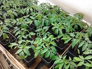 Plants de tomates en pépinière