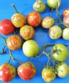 virus-ToBRFV-fruits-contaminés