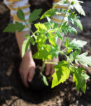 Comment planter des tomates ? Comment planter les tomates