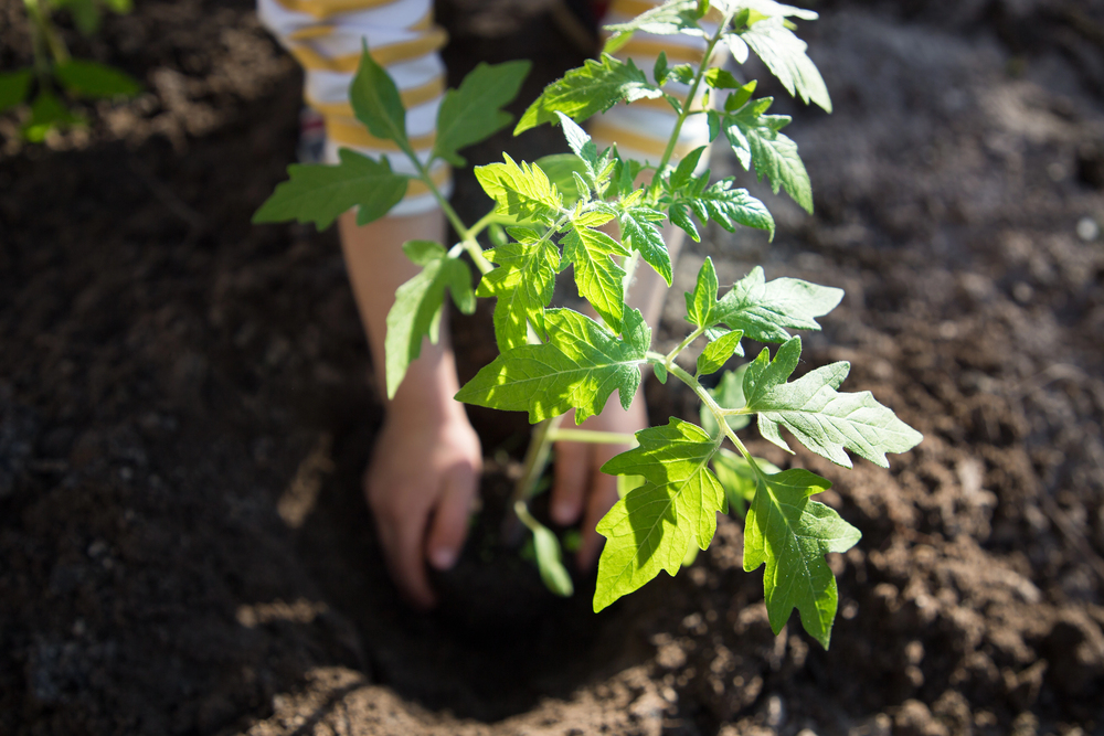 Comment planter les tomates