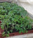 Plants de tomates - Quand planter ?