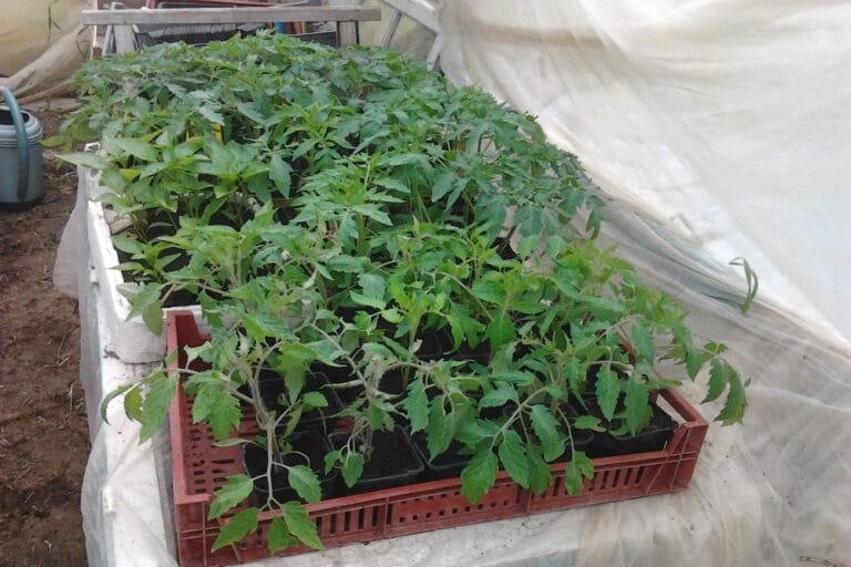 Plants de tomates - Quand planter ?