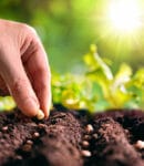 Semer les graines de légumes en pleine terre : réussir vos semis directs Semis directs au potager bio