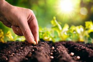 Semis directs au potager bio