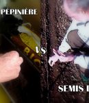 Semis Directs ou Semis en Pépinière ? Semis en pépinière ou semis directs en pleine terre ?