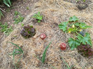 potager paillé