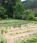 Le potager d'une débutante en jardinage naturel Jardinage naturel - Le potager d'une débutante