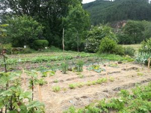 Jardinage naturel - Le potager d'une débutante