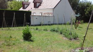 plants de tomates