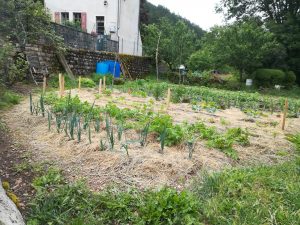 paillage jardin débutante