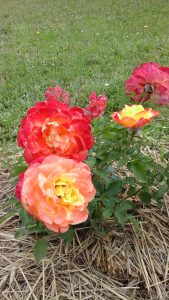 roses