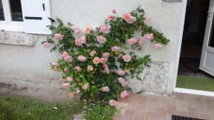 Rosiers