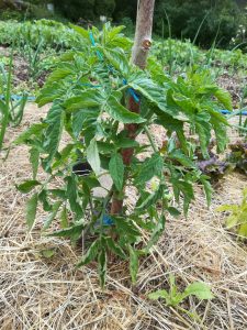 Association tomate, souci et basilic