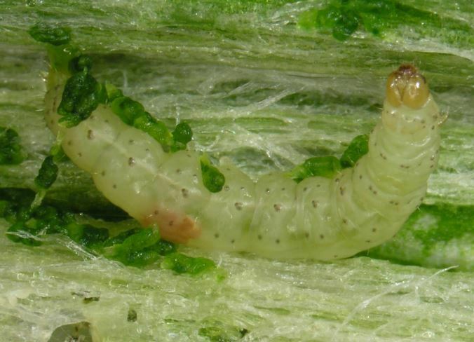 Ver du poireau : identifier la teigne et agir au naturel