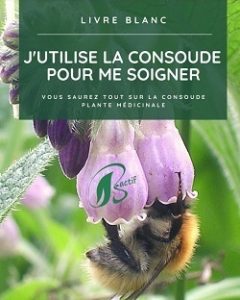 La consoude, plante médicinale