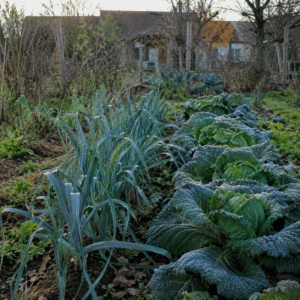 Poireaux et choux laissés en place au potager en hiver pour prolonger leur conservation