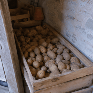 Pommes de terre stockées dans une caisse en bois dans un endroit frais, sombre et aéré