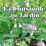 La consoude au jardin