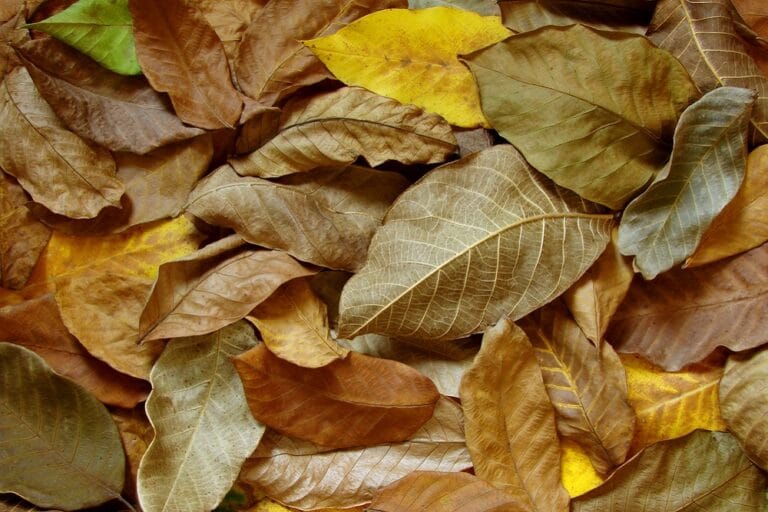 Feuilles de noyer en couverture du sol au jardin