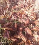 Peut-on utiliser les feuilles de noyer au jardin ? feuilles-noyer-sol