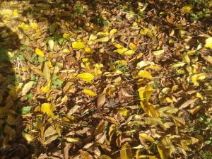 Feuilles de noyer laissées sous ramure