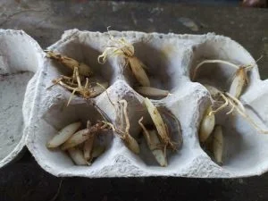 Bulbilles d'ail des ours