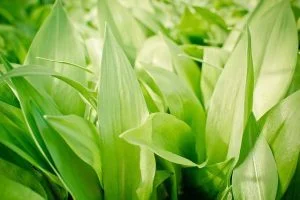 feuilles allium ursinum