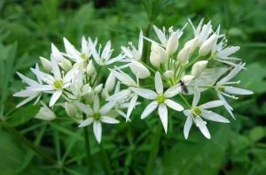 Floraison ail des ours