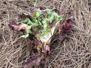 attaque taupin sur salade